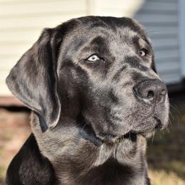 Millie - Labrador Retriever