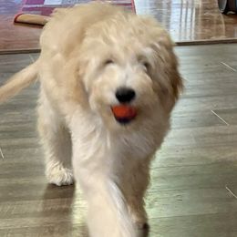 Benji - Apricot male Goldendoodle puppy in Atlanta, Georgia from ADreamcatchers Doodles