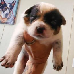 Blue mottled  with base of tail spot - Blue mottled male Australian Cattle Dog puppy in Lenoir, North Carolina from Blue Coyote Ranch