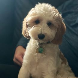 Maggie - Goldendoodle