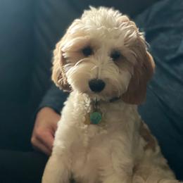 Maggie - Goldendoodle