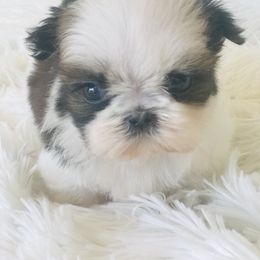 Shih Tzu Puppies from Willow Lane Shih Tzus