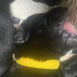 Cookie-yellow collar - Black Labrador Retriever puppy in Springfield, Missouri from Kellner Labradors