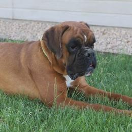 Apollo - Boxer