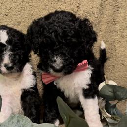 Bernedoodle Puppies from Northern NY Bernedoodles