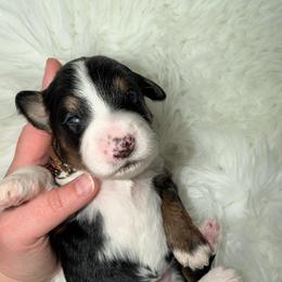Champagne - Tri-color female Bernedoodle puppy in Beecher, Illinois from Erica’s Doodles