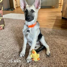 German Shepherd and White Shepherd Puppies from Scenic Creek German Shepherds