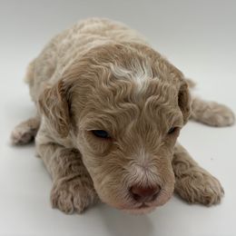 Aspen - Cream female Poodle puppy in Southampton, New Jersey from Lavishly Loved Pets LLC