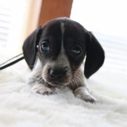 Black - Piebald male Dachshund puppy in Peebles, Ohio from Cave Valley Hounds