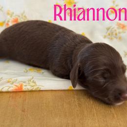 Rhiannon - Chocolate female Dachshund puppy in Staley, North Carolina from Langley Farms Dachshunds