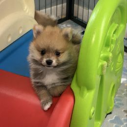 Peanut - Orange sable male Pomeranian puppy in Ocala, Florida from Roxy's Pomeranian Puppies