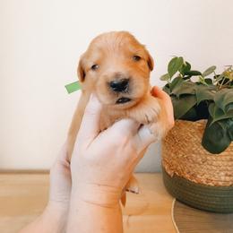 Rider - Dark golden male Golden Retriever puppy in Forest Hill, Texas from Gillit Family Goldens of NTX