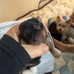 Girl 3 - Black and gold female Yorkshire Terrier puppy in Phoenix, Arizona from Coursey’s Yorkies