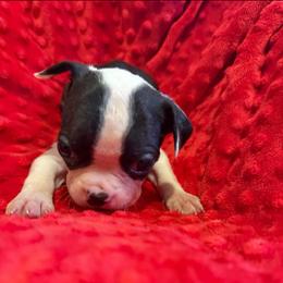 Winston - Black and white male Boston Terrier puppy in Tampa, Florida from Bayshore Boston Terrier’s