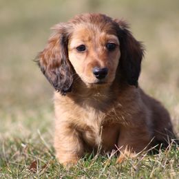 Dachshund Puppies from Mom's Dachshunds