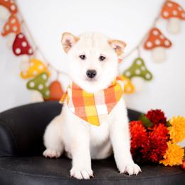 Harold -FULL AKC REGISTRATION- - Cream male Shiba Inu puppy in Neosho, Missouri from Kenny Cave K9s