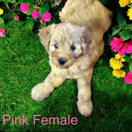 Dahlia - Red  female Goldendoodle puppy in North Branch, Michigan from Graceful Miniature Goldendoodles