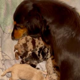 Savvy - Dachshund