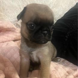Poppy - hot pink collar Fawn girl 1 - Fawn female Pug puppy in Onalaska, Washington from Cupid’s Pugs