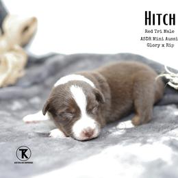 Hitch RTM4 - Red tri male Miniature Australian Shepherd puppy in Nacogdoches, Texas from TK Standard, Mini, & Toy Aussies