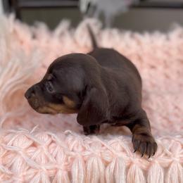 Sadie - Chocolate and tan female Dachshund puppy in Decatur, Mississippi from KP Dachshunds
