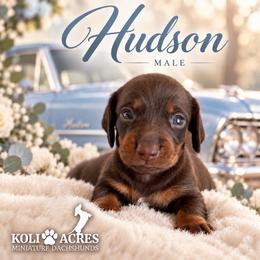 Hudson - Chocolate and tan male Dachshund puppy in Kemp, Texas from Koli Acres