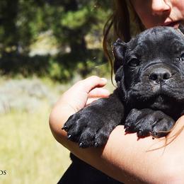 Boy 2 - Black brindle male Cane Corso puppy in Emmett, Idaho from NorthWood’s Cane Corso