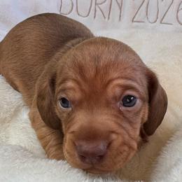 Willow - Sable female Dachshund puppy in Wallingford, Kentucky from Hensley Homestead Dachshunds