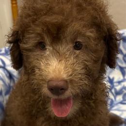 BEAR - Chocolate male Goldendoodle puppy in Maricopa, Arizona from AZ Designer Goldendoodles