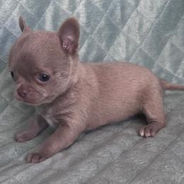Joy girl w white - Chocolate blue female Chihuahua puppy in Orlando, Florida from iLuvChihuahuas
