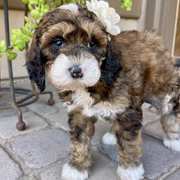 Moana - Tri-color female Bernedoodle puppy in Superior, Arizona from Mountain Bridge Doodles
