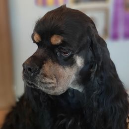 Faye - Cocker Spaniel