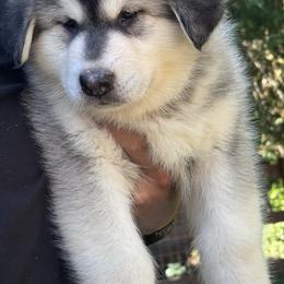 Kara - Seal and white female Alaskan Malamute puppy in Sandy, Oregon from NORTH WINDS ALASKAN MALAMUTES