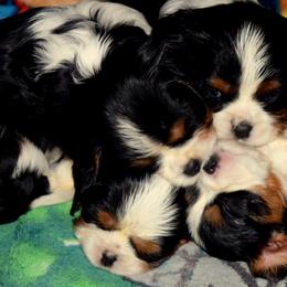 Cavalier King Charles Spaniel Puppies from Phoenix Rose Cavalier King Charles