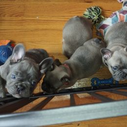 French Bulldogs from Taynaycious Paws