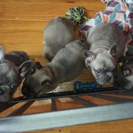 French Bulldogs from Taynaycious Paws
