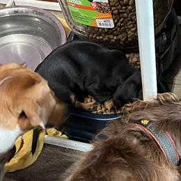 Dachshund Puppies from Witchy Woman’s Wiener’s