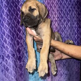 Cybele - Fawn female Great Dane puppy in Orange Grove, Texas from Shadow Veil Dane’s