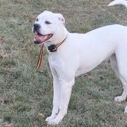 Rowena - American Bulldog