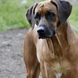 Rhodesian Ridgebacks from Mountain Lion Ridgebacks