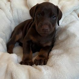 Doberman Pinscher Puppies from Haus of Hound