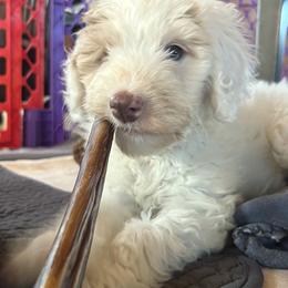 Sneezy - Apricot female Aussiedoodle puppy in Springfield, Missouri from Doodle Dandy Bernedoodles & Aussiedoodles