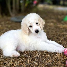 Goldendoodle, Golden Retriever, and Poodle Puppies from Oregon's Oodles of poodles & doodles