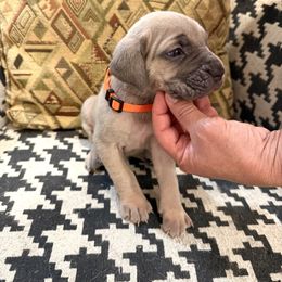 Girl1 - Fawn female Cane Corso puppy in Granbury, Texas from Revolutions Kennel