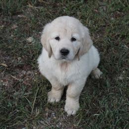 Golden Retriever Puppies from Spun Gold Golden Retrievers