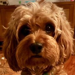Fern - Cavapoo