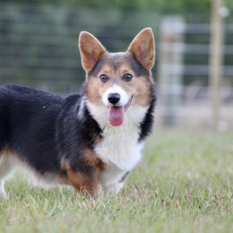 American Corgi, Border Collie, and Pembroke Welsh Corgi All Grown Up from Cowtown Corgis & Border Collies