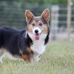American Corgi, Border Collie, and Pembroke Welsh Corgi All Grown Up from Cowtown Corgis & Border Collies