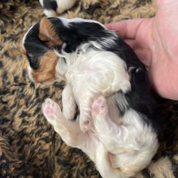 Biewer Terrier and Lhasa Apso Puppies from Biewer Terriors and Lhasa Apos of Northern California