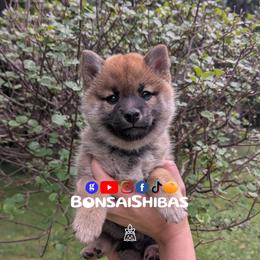 MATCHA - Red female Shiba Inu puppy in Minnesota from BonsaiShibas